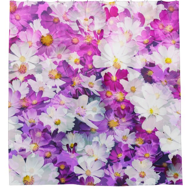 Cosmos flowers: floral pink purple background (Front)