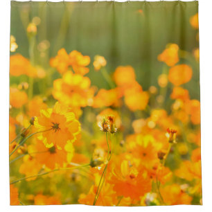 Cosmos flowers in the field of Lumphun province co