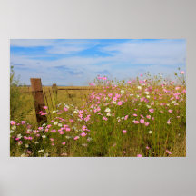 Cosmos Flowers in the field