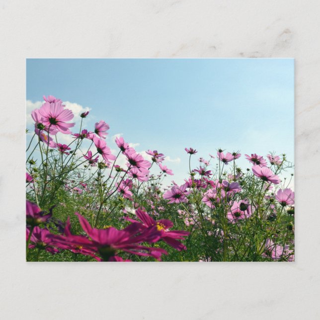 Cosmos Flowers: Japan Postcard (Front)