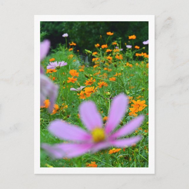 Cosmos Flowers: Japan Postcard (Front)