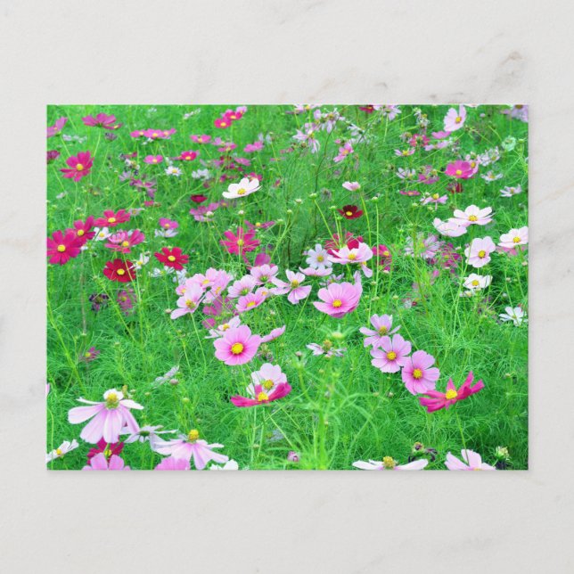 Cosmos Flowers: Japan Postcard (Front)