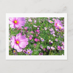 Cosmos Flowers: Japan Postcard