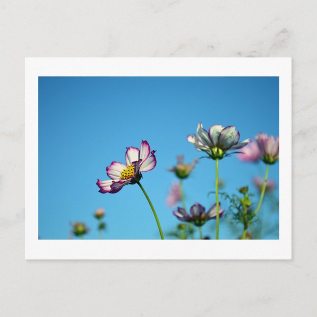 Cosmos Flowers: Japan Postcard (Front)
