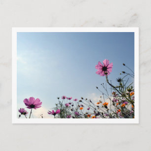 Cosmos Flowers: Japan  Postcard