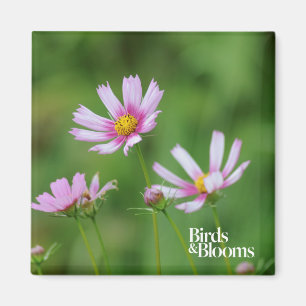 Cosmos Flowers Magnet