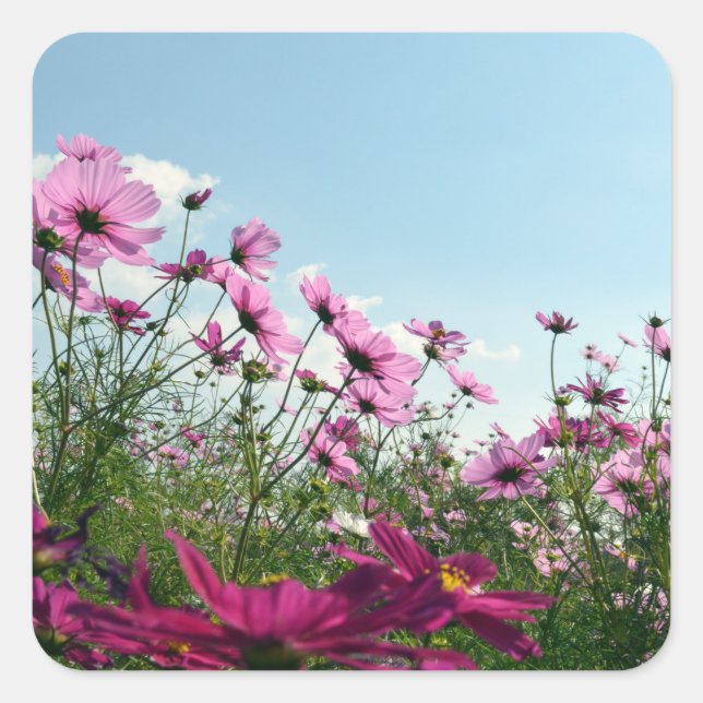 Cosmos Flowers of Japan  Square Sticker (Front)