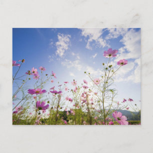 Cosmos flowers. Otsu, Shiga Prefecture, Japan 2 Postcard