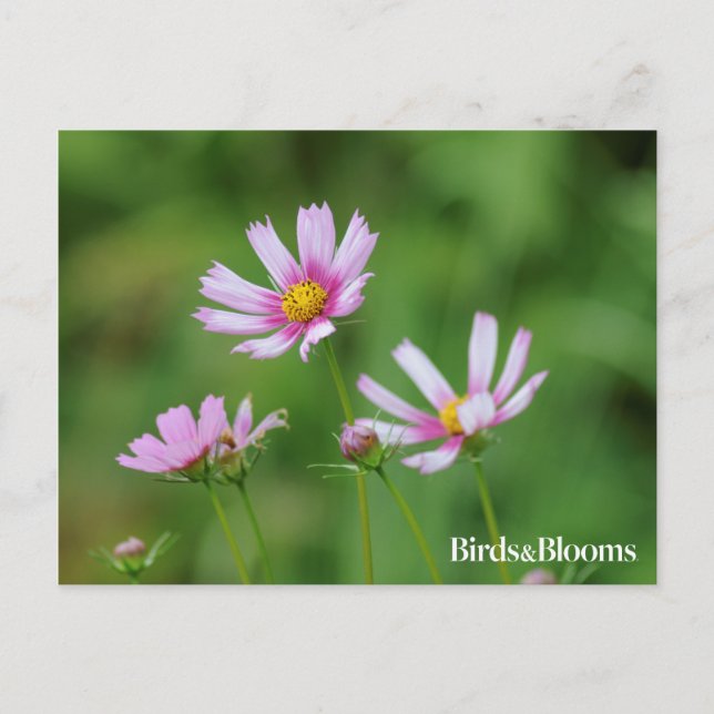 Cosmos Flowers Postcard (Front)