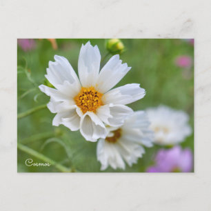 Cosmos Postcard
