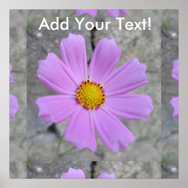 Cosmos Purple Flower Poster (Front)