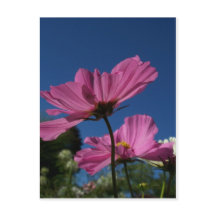Cosmos rose avec carte postale Sky bleue