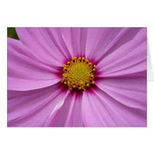 Cosmos rose Fleur sauvage Floral