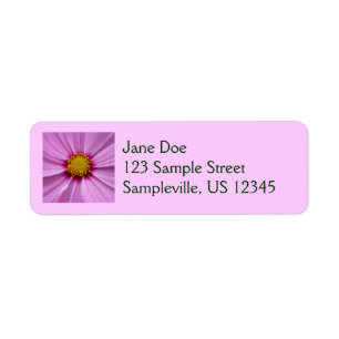 Cosmos rose fleur sauvage florale