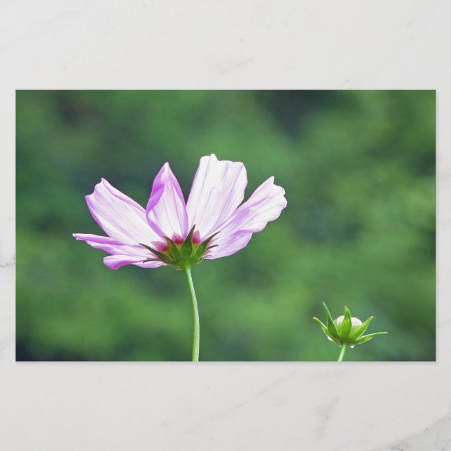 Cosmos Stationery (Front)