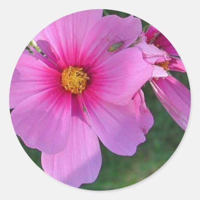 Cosmos Sticker (Front)