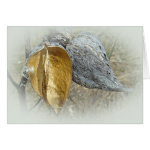 Cosses de Milkweed