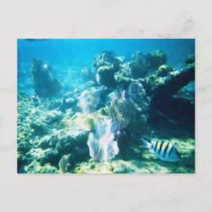 Costa Maya Reef Customizable Postcard