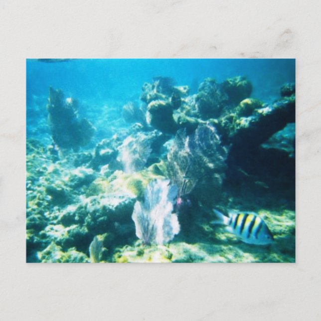 Costa Maya Reef Customizable Postcard (Front)