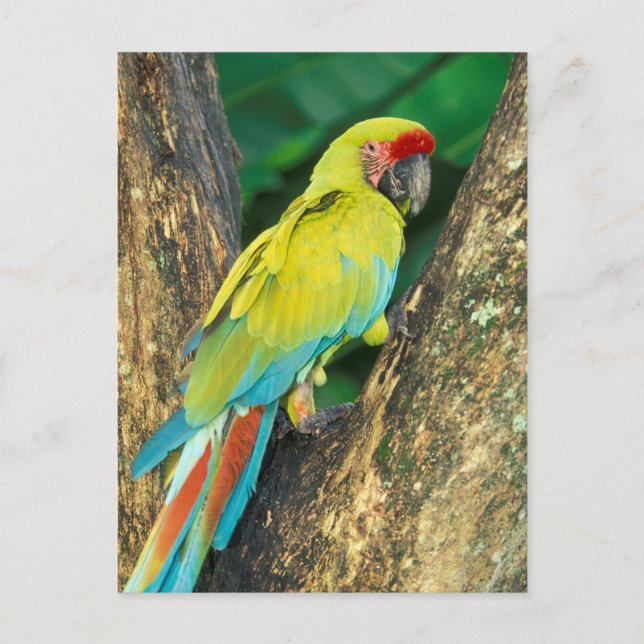 Costa Rica, Ara Ambigua, Great Green Macaw. Postcard (Front)