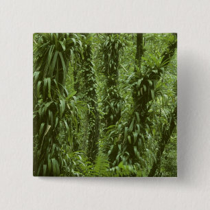Costa Rica, Arenal National Park, rainforest 2 Inch Square Button
