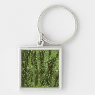 Costa Rica, Arenal National Park, rainforest Keychain
