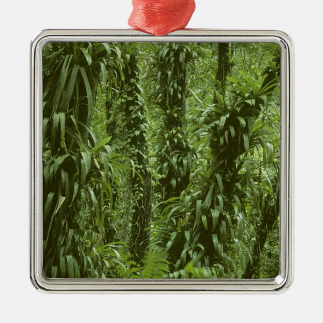Costa Rica, Arenal National Park, rainforest Metal Ornament (Front)