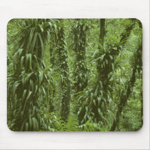 Costa Rica, Arenal National Park, rainforest Mouse Pad