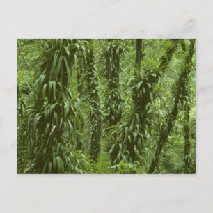 Costa Rica, Arenal National Park, rainforest Postcard
