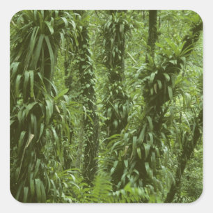 Costa Rica, Arenal National Park, rainforest Square Sticker