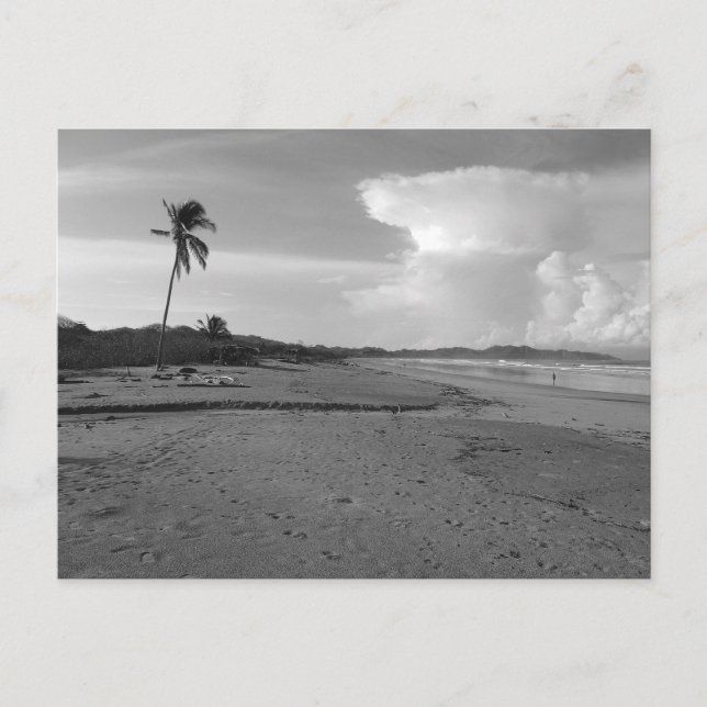Costa Rica Beach with Palm Tree Photo  Postcard (Front)