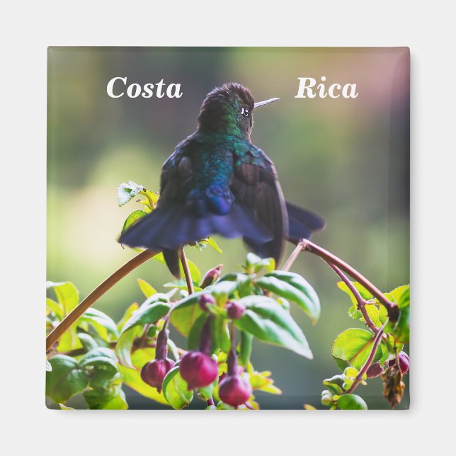 Costa Rica bird - Fiery-throated Hummingbird Magnet (Front)