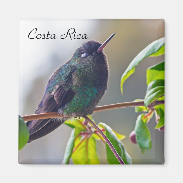 Costa Rica bird - Fiery-throated Hummingbird Magnet (Front)