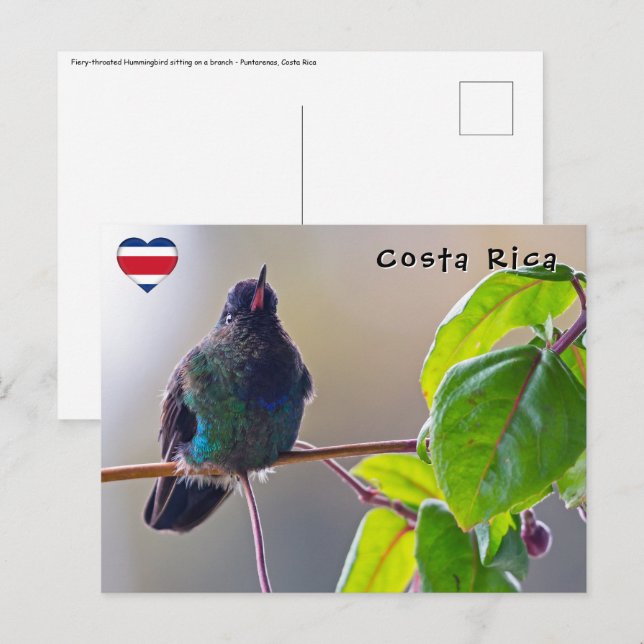 Costa Rica bird - Fiery-throated Hummingbird Postcard (Front/Back)