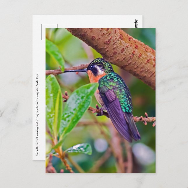 Costa Rica bird - Fiery-throated Hummingbird Postcard (Front/Back)