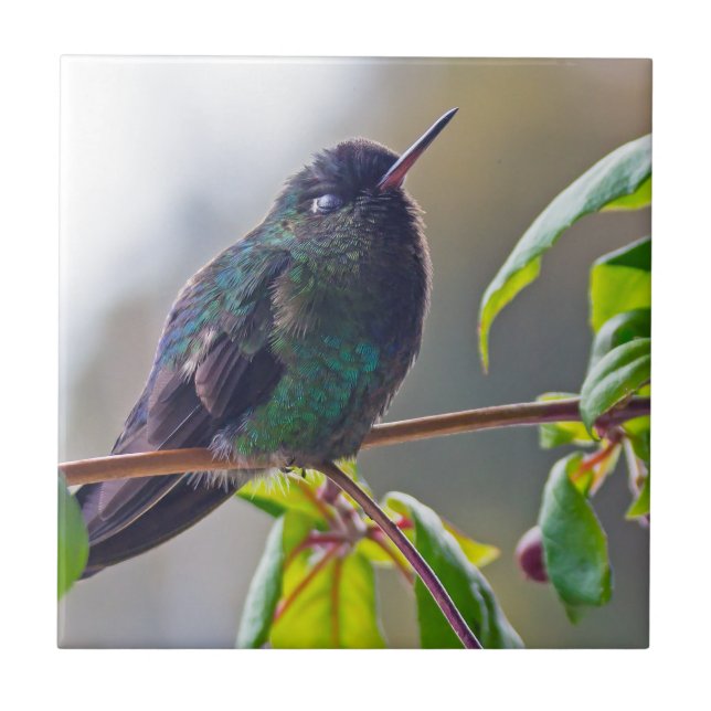 Costa Rica bird - Fiery-throated Hummingbird Tile (Front)