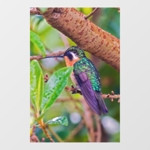 Costa Rica bird - Fiery-throated Hummingbird Window Cling