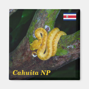 Costa Rica, Cahuita National Park -  Eyelash viper Magnet