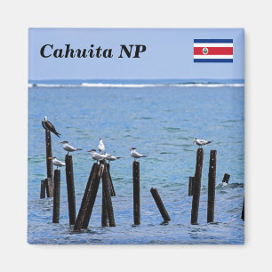 Costa Rica, Cahuita National Park -  Royal Terns Magnet