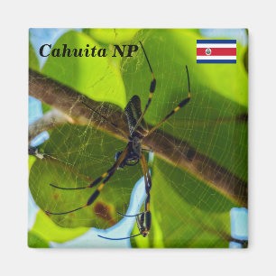 Costa Rica, Cahuita NP -  Golden Orb Spider Magnet