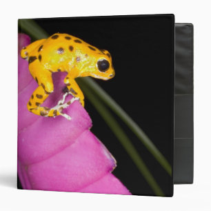Costa Rica. Close-up of poison dart frog Binder