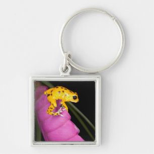 Costa Rica. Close-up of poison dart frog Keychain