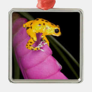 Costa Rica. Close-up of poison dart frog Metal Ornament
