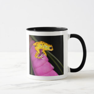 Costa Rica. Close-up of poison dart frog Mug