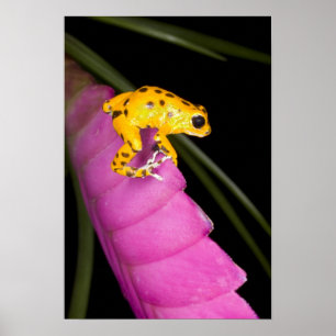 Costa Rica. Close-up of poison dart frog Poster