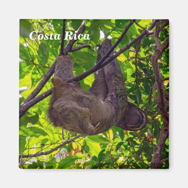 Costa Rica - Happy  Lazy Sloth, Antonio Manuel NP Magnet (Front)