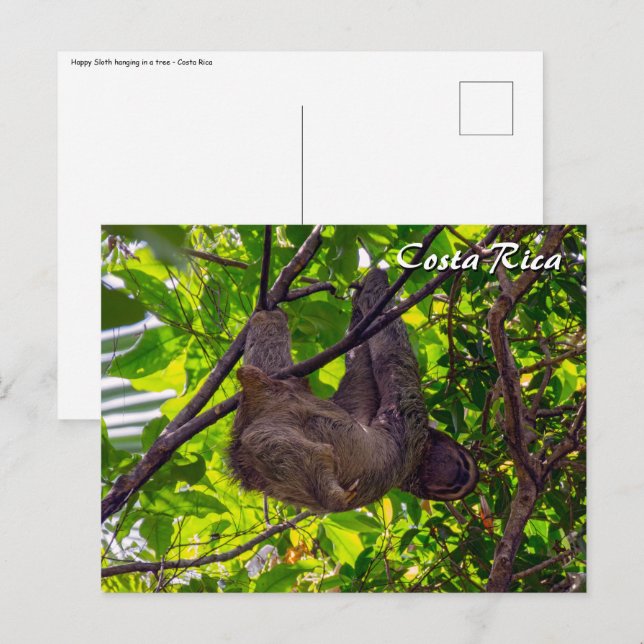 Costa Rica - Happy  Lazy Sloth, Antonio Manuel NP Postcard (Front/Back)
