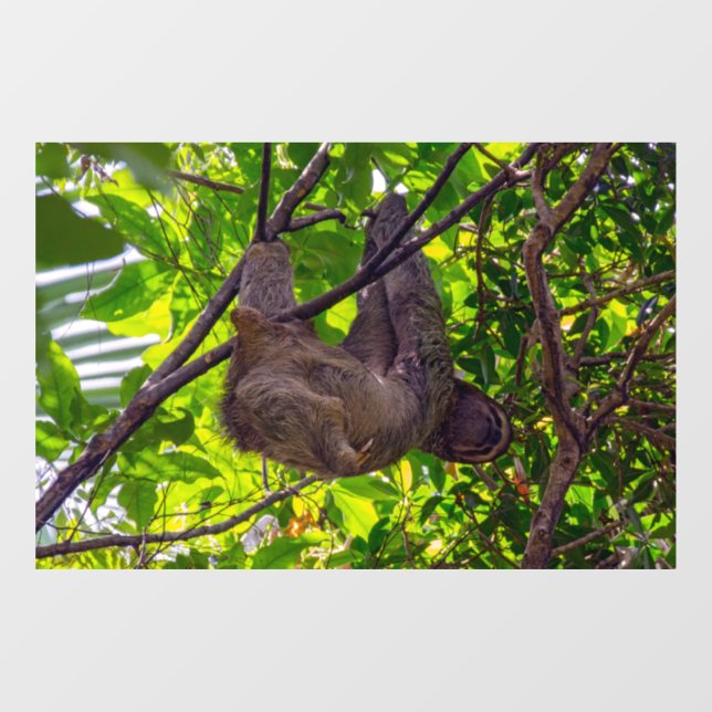 Costa Rica - Happy  Lazy Sloth, Antonio Manuel NP Window Cling (Sheet)