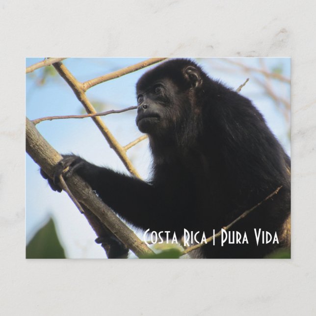 Costa Rica Howler Monkey Postcard (Front)