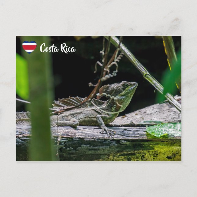 Costa Rica - Male Emerald Basilisk Lizard Postcard (Front)